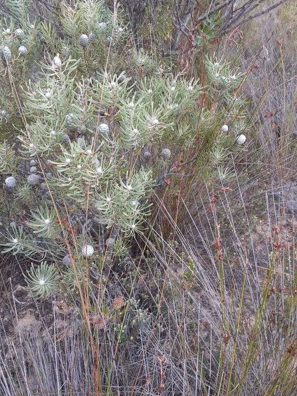 1 Bedroom Property for Sale in Riversdale Western Cape